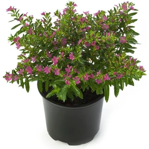 Kufeya Fidanı (Cennet Çiçeği) Pembe 10-20 cm