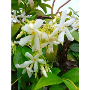 Yasemin Fidanı Kokulu Tüplu