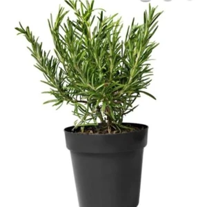 Saksıda Kekik Fidanı 10-20 cm