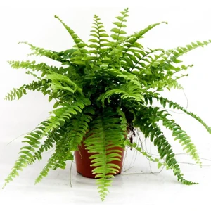 Aşk Merdiveni Çiçeği Fidanı Nephrolepis 20-40 cm