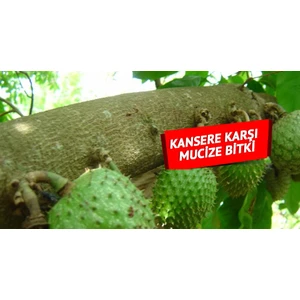 Yavuz Fidancılık Graviola, Soursop (Tarçın Elması) Fidanı 5 YAŞ