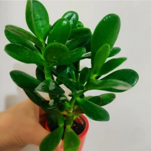 Para Çiçegi Sans Bıtkısı Bonsai Para Çiçeği 20-30 cm