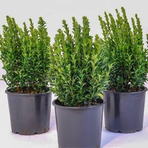 Yeşil Taflan Fidanı Boy 20-30 cm