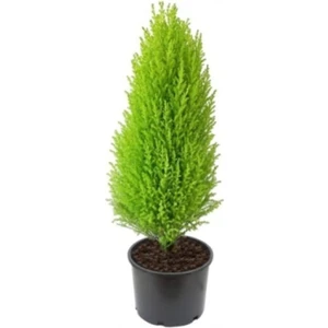 Limon Servi Çamı Fidanı 30-50 cm