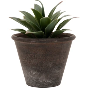 Saksı Bitki (16X13 Cm)