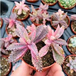 Pembe Aşkın Gözyaşı -Kalanchoe Pink Butterflies Çift Köklü 5.5cm Saksıda