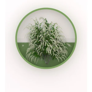 Duvara Asılan Teraryum Çiçek Saksısı