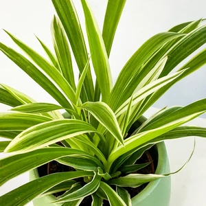 Yavrulu Kurdele Çiçeği Fidanı 10-20 cm