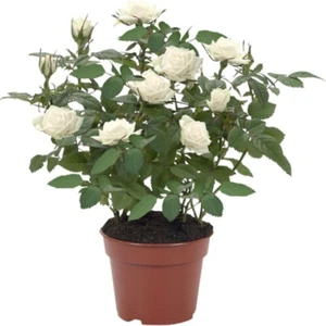 Beyaz Gül Fidanı Fidesi 10-20 cm