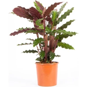 Kaladya Calathea Rufibarba Wavestar 10-20 cm
