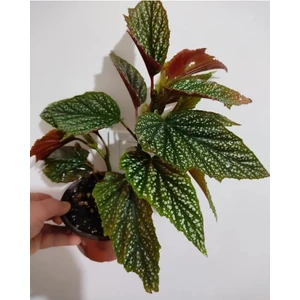 Çilli Begonya Çicegi Fidanı 10-20 cm