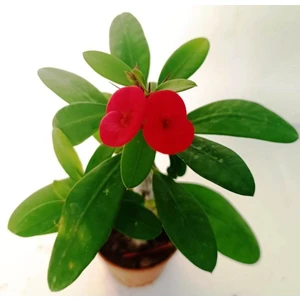 Euphorbia Milii, Dikenler Tacı, Kırmızı Çiçek Açan Sukulent 10-20 cm