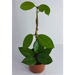 Mum Çiçeği Hoya Carnosa Kokulu 10-20 cm