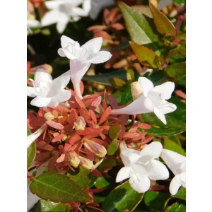 Bitkim Sende Kelebek Çalısı 40-60 cm - Buddleja Davidii