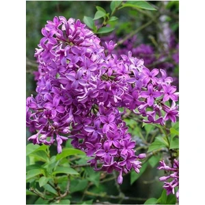 Leylak Fidanı (Syringa Chinensis ) 50-100 cm 2 Adet