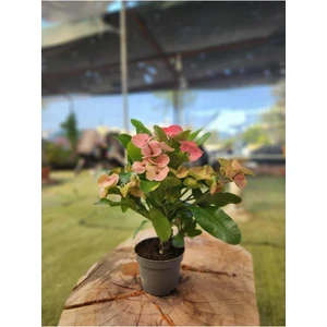 Dikenler Tacı Çiçeği Fidanı 10-20 cm Ebruli