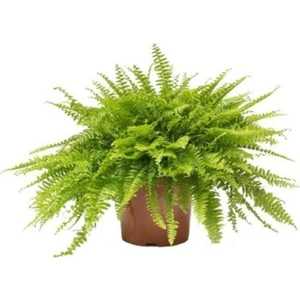 Aşk Merdiveni Çiçeği Fidanı 10-20 cm Fujer