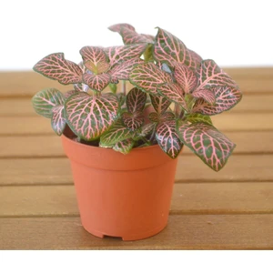 Fittonia Çiçeği Fidanı 10-20 cm Yeşil Pembe