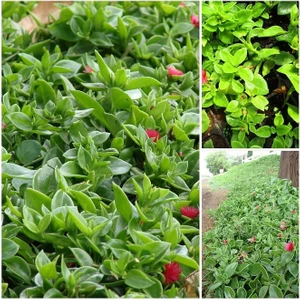 Thebestonline 30 Adet Buz Çiçeği Fidesi