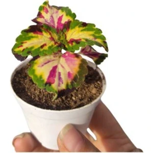 Çok Satan Dikkat Çekici Yaprak Güzeli Çiçeği 1 Adet (5-10 Cm) Iç/dış Mekan Bitkisi