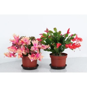 Çok Avantajlı Schlumbergera - Yılbaşı Çiçeği 2 Adet