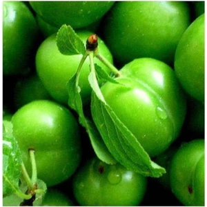 Avantajlı Serada Decor&plant Aşılı Yeşil Can Erik Fidanı 2-3 Yaş