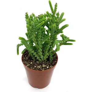 Kampanyalı Prenses Çamı Sukulent