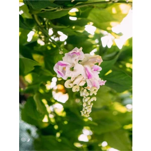 Çok Satan Selluka Izmir Sarmaşığı (45 75 Cm) 1 Adet Saksılı Dış Mekan Cochliasanthus Caracalla