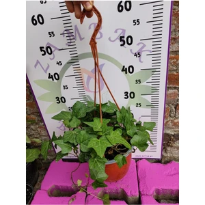 Hedera Helix (Ingiliz Sarmaşığı) - Çekici ve Dayanıklı Tırmanıcı Bitki