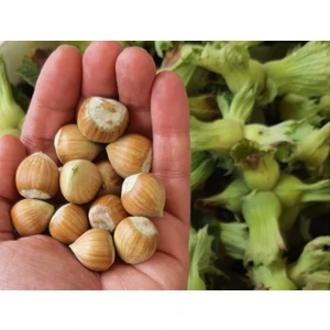 Asya Pazarlama Yöresel 5kg 1.kalite Yeşil Kabuklu Ham Çiğ Fındık, Organik Fındık, Taze Fındık, Yaş Fındık