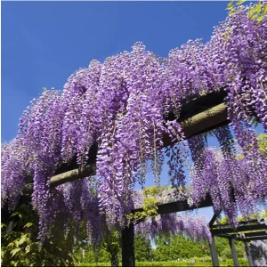 Wisteria Sinensis Kokulu Çin Morsalkım Mor Salkım Fidanı (40-50 cm Tüplü )