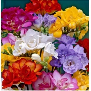 Frezya Soğanı 30 Adet Mix Karışık Kokulu