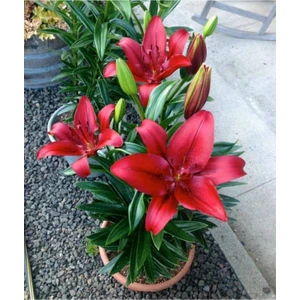 2 Adet Bordo Renkli Zambak Çiçeği Soğanı