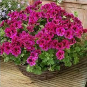 Sardunya Çiçeği Fidanı 10CM-30CM