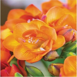 10 Adet Orange Katmerli Frezya Çiçeği Soğanı