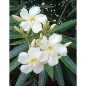 Ada Tarım Tüplü Beyaz Zakkum Çiçegi Fidanı 2 Yaş (1metre)