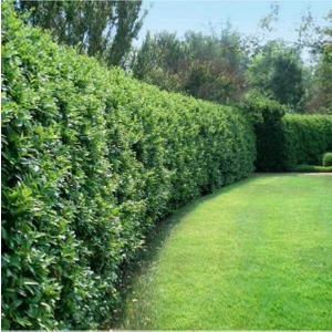 Çit Bitkisi Ligustrum Kurtbağrı Fidanı