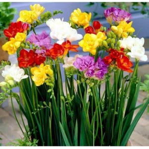 Karışık Renkli Frezya Soğanı 20 Adet