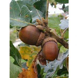 Meşe Palamut Fidanı 1 Adet (20 - 30 cm Boylarında)