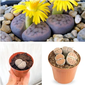 Kampanyalı Taş Kaktüs Özel Tür Lithops 5.5 Saksıda