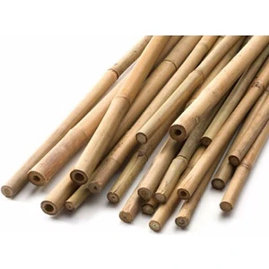 Bitkim Sende Çok Avantajlı Bambu Bitki Destek Çubuğu 60 cm 10'lu Set