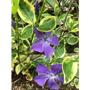 Bitkim Sende Vinca Minor Atropurpurea Mavi Cezayir Menekşesi Fidanı