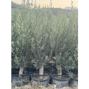 Saksıda 6 Yaş,kalın Gövdeli Gemlik Trilye Zeytin Fidanı Boy 130-150 cm