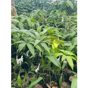 Osten Aşılı Mango Fiidanı 1 2yaş