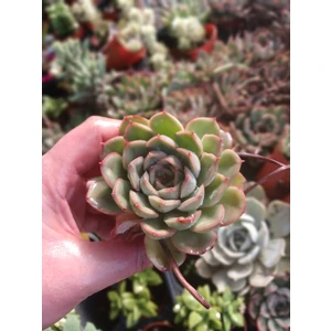 2'li Echeveria ‘lipstick’ Mini Sukulent- Canlı Kırmızı Kenarlı Etli Yaprak, Saksıda Masaüstü Bitkisi