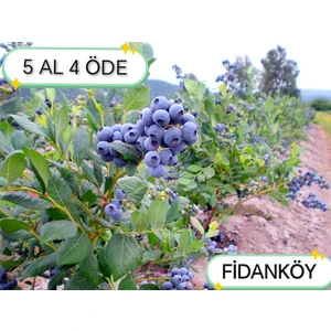 Blueberry Likaba Yaban Mersini Maviyemiş