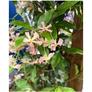 Pembe Çiçekli Arap Yasemini "pink Showers" 1-2 Yaş Arası Tüplü