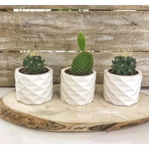Xhomeaksesuar Beyaz Prizma Tasarım Mini Saksılık Kaktüs ve Sukulentlik 3'lü Set
