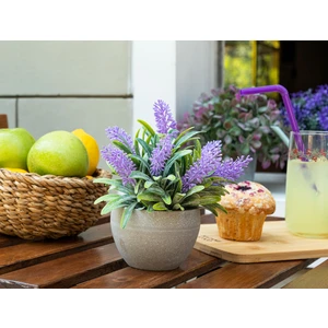 Madame Coco Nicette Saksılı Çiçek