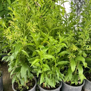 3 Yaş Melisa Fidanı - Gece Kokulu Parfüm Çiçeği 'cestrum Nocturnu